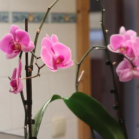 Apartment Appartementhaus Schirsner - Direkt Am & Am Kurpark Schliersee